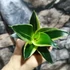 Kép 6/6 - Sansevieria hahnii 'Glimmering Star'