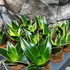 Kép 1/6 - Sansevieria hahnii 'Glimmering Star'
