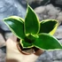 Kép 3/6 - Sansevieria 'Black Star'