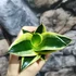 Kép 4/6 - Sansevieria 'Black Star'