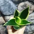 Kép 5/6 - Sansevieria 'Black Star'