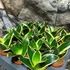 Kép 2/6 - Sansevieria 'Black Star'