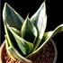 Kép 1/6 - Sansevieria 'Black Star'