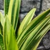 Kép 3/9 - Sansevieria 'Golden Flame hybrid'