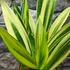 Kép 2/9 - Sansevieria 'Golden Flame hybrid'