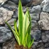 Kép 5/9 - Sansevieria 'Golden Flame hybrid'