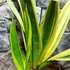 Kép 6/9 - Sansevieria 'Golden Flame hybrid'