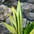 Kép 7/9 - Sansevieria 'Golden Flame hybrid'