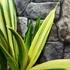 Kép 8/9 - Sansevieria 'Golden Flame hybrid'