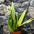 Kép 9/9 - Sansevieria 'Golden Flame hybrid'