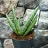 Kép 2/9 - Sansevieria 'Helios Dwarf'