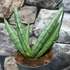 Kép 3/9 - Sansevieria 'Helios Dwarf'