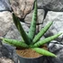 Kép 4/9 - Sansevieria 'Helios Dwarf'