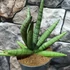 Kép 6/9 - Sansevieria 'Helios Dwarf'