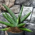 Kép 7/9 - Sansevieria 'Helios Dwarf'