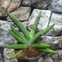 Kép 8/9 - Sansevieria 'Helios Dwarf'