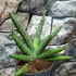 Kép 9/9 - Sansevieria 'Helios Dwarf'