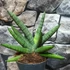 Kép 1/9 - Sansevieria 'Helios Dwarf'