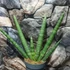 Kép 6/7 - Sansevieria cylindrica 'Skyline'