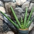 Kép 7/7 - Sansevieria cylindrica 'Skyline'