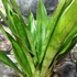 Kép 2/7 - Sansevieria aubrytiana 'Graylin'
