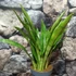 Kép 3/7 - Sansevieria aubrytiana 'Graylin'