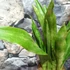 Kép 5/7 - Sansevieria aubrytiana 'Graylin'