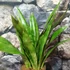 Kép 6/7 - Sansevieria aubrytiana 'Graylin'