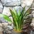 Kép 7/7 - Sansevieria aubrytiana 'Graylin'