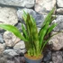 Kép 1/7 - Sansevieria aubrytiana 'Graylin'