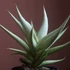 Kép 1/7 - Sansevieria 'Chanin Crown'