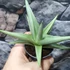 Kép 3/7 - Sansevieria 'Chanin Crown'