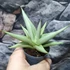 Kép 4/7 - Sansevieria 'Chanin Crown'