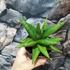 Kép 2/5 - Sansevieria 'Snow Lotus Crown'