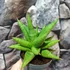 Kép 3/5 - Sansevieria 'Snow Lotus Crown'