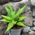 Kép 4/5 - Sansevieria 'Snow Lotus Crown'