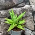 Kép 5/5 - Sansevieria 'Snow Lotus Crown'