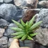 Kép 2/7 - Sansevieria 'Yaya Fan'