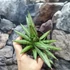 Kép 3/7 - Sansevieria 'Yaya Fan'
