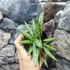 Kép 4/7 - Sansevieria 'Yaya Fan'