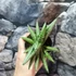 Kép 5/7 - Sansevieria 'Yaya Fan'