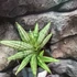 Kép 6/7 - Sansevieria 'Yaya Fan'