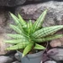 Kép 7/7 - Sansevieria 'Yaya Fan'