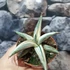 Kép 1/8 - Sansevieria 'Lavranos Blue Clone'