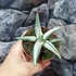 Kép 3/8 - Sansevieria 'Lavranos Blue Clone'