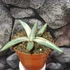Kép 4/8 - Sansevieria 'Lavranos Blue Clone'