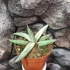 Kép 5/8 - Sansevieria 'Lavranos Blue Clone'