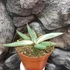 Kép 2/8 - Sansevieria 'Lavranos Blue Clone'
