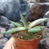 Kép 6/8 - Sansevieria 'Lavranos Blue Clone'