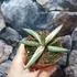 Kép 7/8 - Sansevieria 'Lavranos Blue Clone'